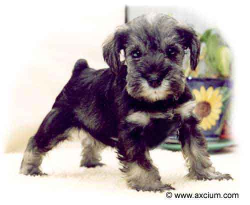Miniature Schnauzer Puppy