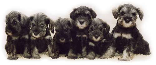 Miniature Schnauzer Puppies