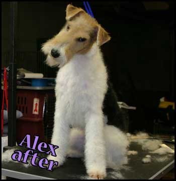 Wire Fox Terrier after grooming
