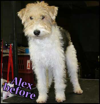 Ungroomed Wire Fox Terrier