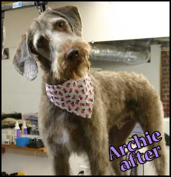 Weimaraner poodle mix after grooming