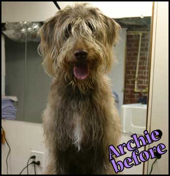 Weimaraner/poodle mix before grooming