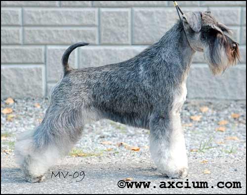 Multi Ch Axcium's American Idol