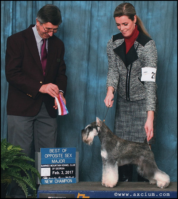 Ch Axcium Son Of Anarchy