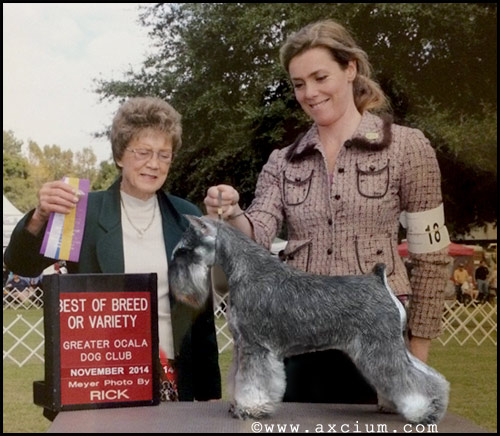 Am Ch BALT, EE, LV & LT CH, BALT, EE, LV & LT JCH, TLNJW'13, BALTW-13, EEW-14 Axcium's Excellenzia