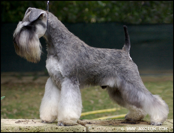 Axcium's Italian Stallion