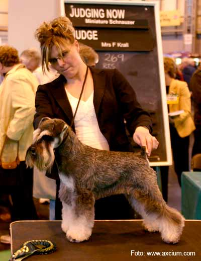Best of Breed Miniature Schnauzer Crufts 2007