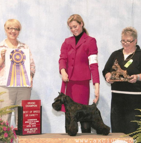 >Best of Breed and New Grand Champion at AMSC Specialty with Hardinhaus Black Beauty in 2012