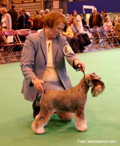 Best of Oposite Miniature Schnauzer Crufts 2007