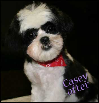 After de-matting, a bath, and a haircut