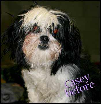 Casey is a cute Shih-Tzu girl that was matted to the skin
