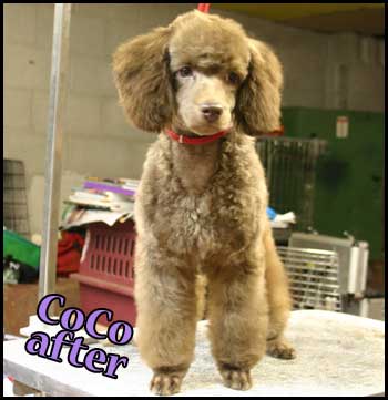 Poodle puppy after groom