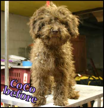 Poodle before grooming