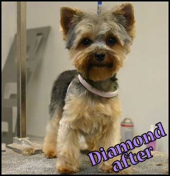 Yorkshire Terrier after grooming