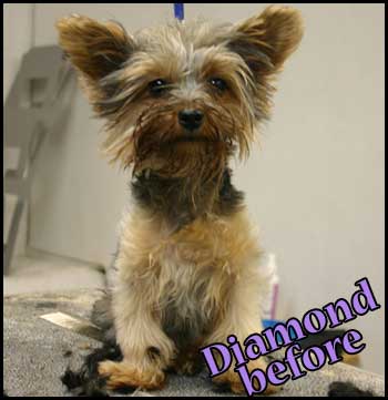 Ungroomed Yorkshire terrier