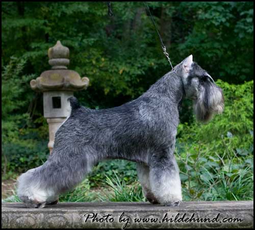 Axcium's Only The Brave