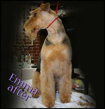 Airdale Terrier after grooming