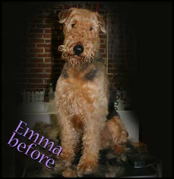 Airdale Terrier in need of grooming!