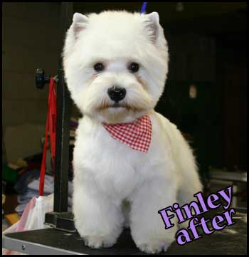 West Highland White Terrier after grooming
