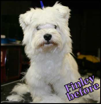 West Highland White terrier before groomingt