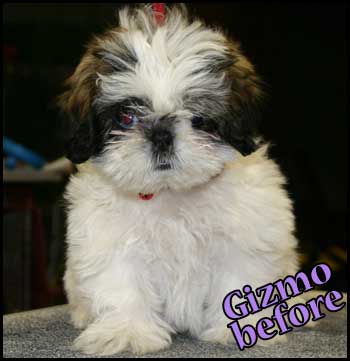 Shih Tzu puppy