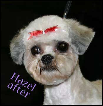 Shih Tzu after grooming: short and sweet!