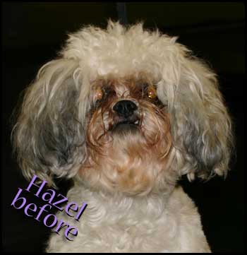 Shih Tzu in need of grooming!