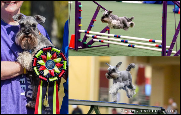 Axcium's Craziass High Jinx