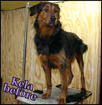 Mixed breed before summer-shavedown