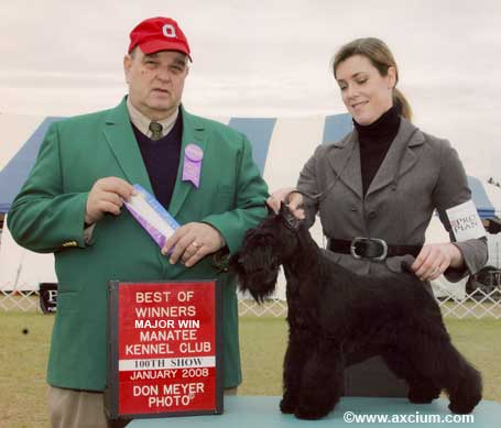 Ch Krystal's Cat Burglar winning a major at the Florida Circuit