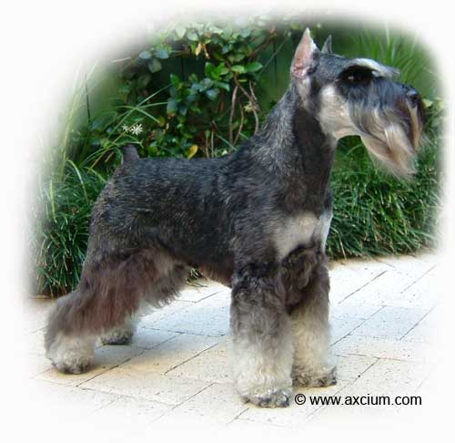 Miniature Schnauzer Ch Axcium's Lil Bow-Wow