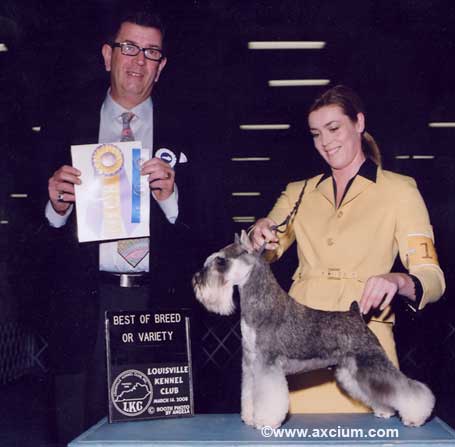 Ch Kharasahl's  I Am Legend winning 5 points by going Best of Breed from the puppy class
