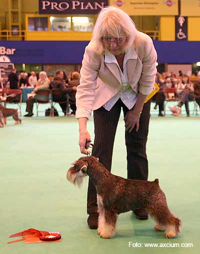 Miniature Schnauzer Crufts 2007