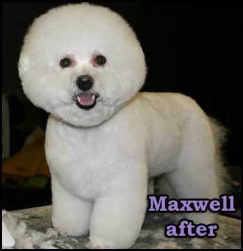 Bicon Frise after grooming