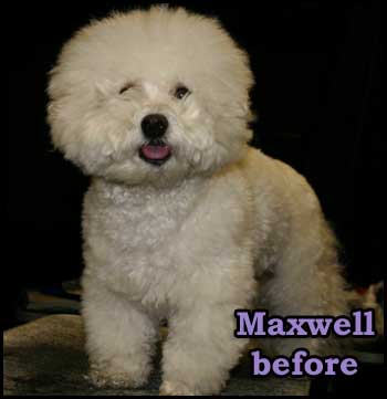 Bichon Frise with bad haircut