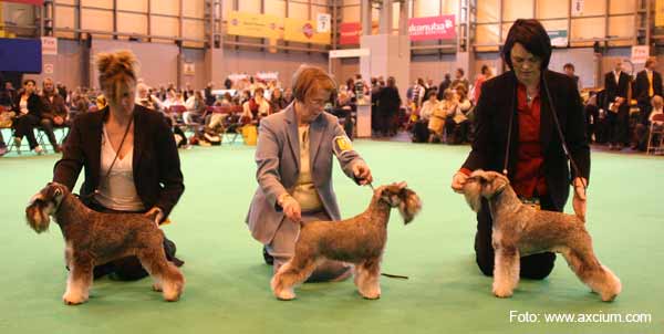 Winning Miniature Schnauzers at Crufts 2007