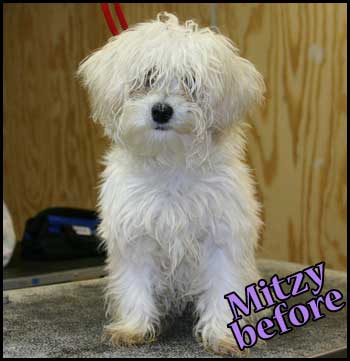 Mixed breed before haircut