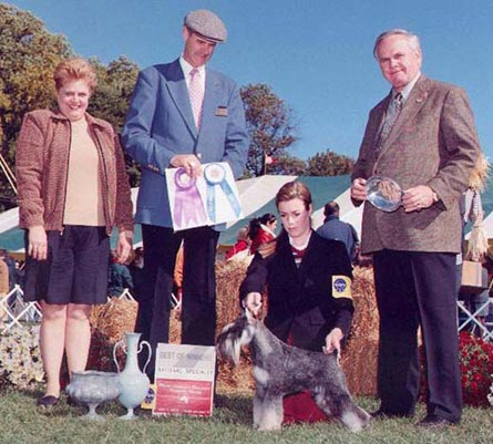 miniature schnauser: Ch Wards Creek's Extreme Commitment