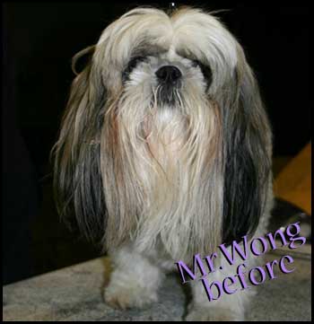 Shih Tzu male before grooming