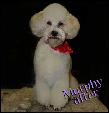 Miniature Poodle after grooming