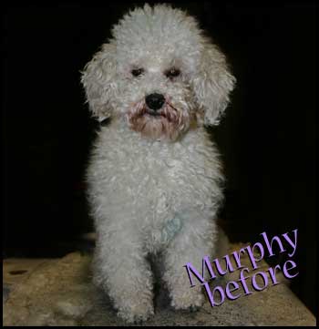 Miniature Poodle before grooming