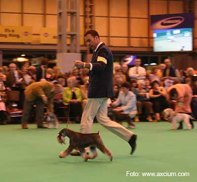 Miniature Schnauzer Crufts 2007