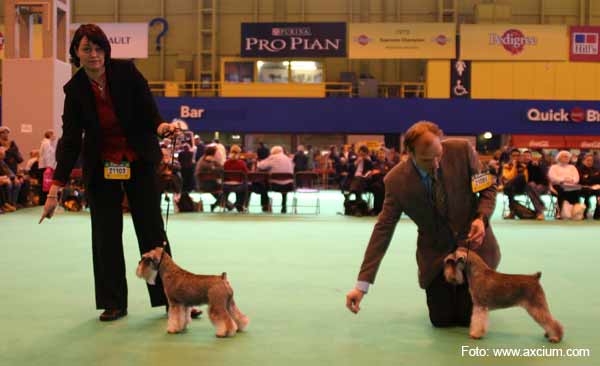Miniature Schnauzer Crufts 2007