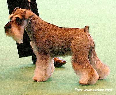 Miniature Schnauzer Crufts 2007