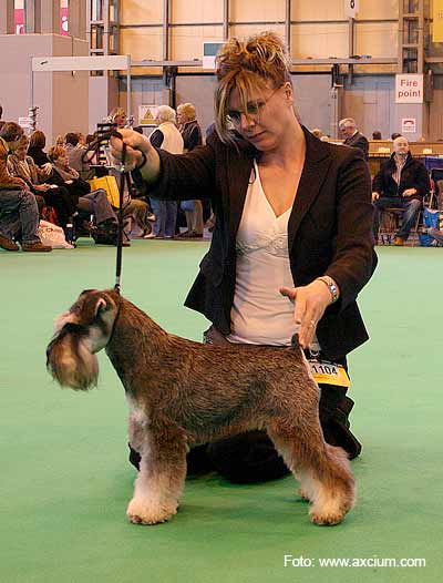 Miniature Schnauzer Crufts 2007