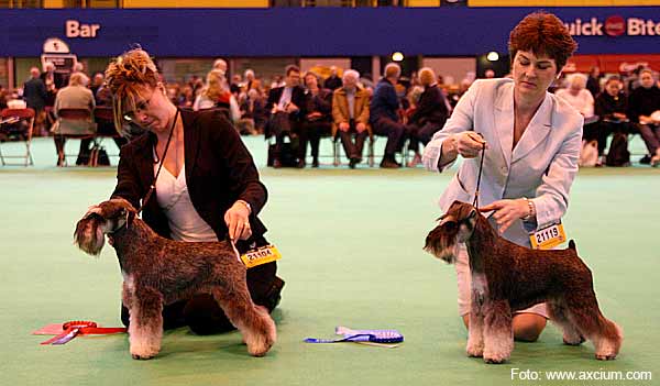 Miniature Schnauzer Crufts 2007