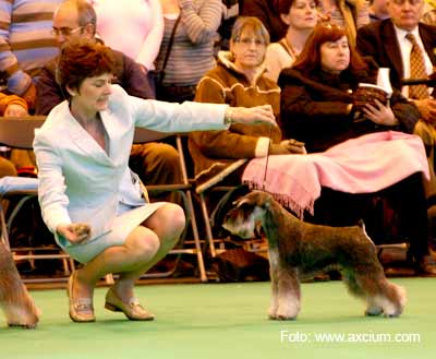 Miniature Schnauzer Crufts 2007