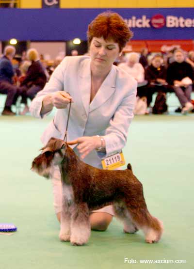 Miniature Schnauzer Crufts 2007