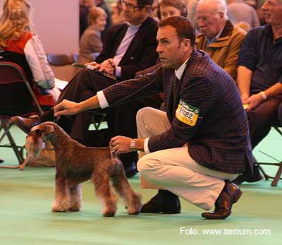 Miniature Schnauzer Crufts 2007