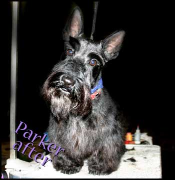 Skottish Terrier after grooming